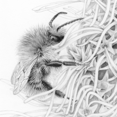 Blazing Star Bumblebee monochrome very detailed pencil drawing by Fiona Scutcher of a fluffy bumblebee clinging to a Blazing Star flower
