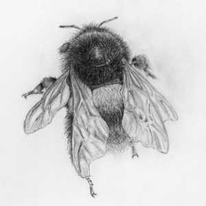 Fluffy Bumblebee detailed monochrome pencil drawing study of a bumblebee crawling